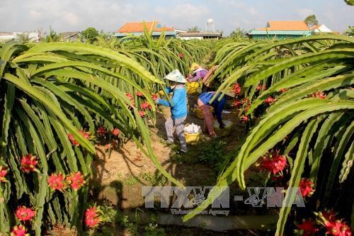 Les premiers fruits du dragon vietnamiens exportés en Australie