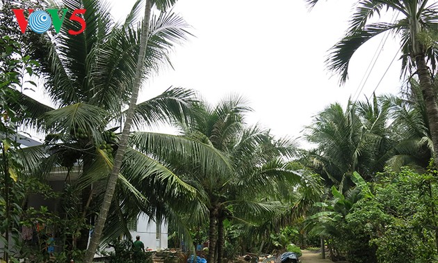 Le royaume des cocotiers  