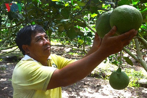 Phu Vinh mise sur les pamplemousses   