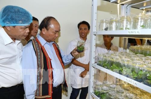 Nguyên Xuân Phuc: le ginseng de Ngoc Linh est un trésor du Vietnam