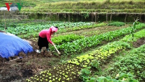 Hoàng Thi Cân, une femme d’affaires à Yên Bai