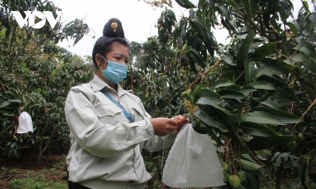 Sơn La: les fruits de la réussite