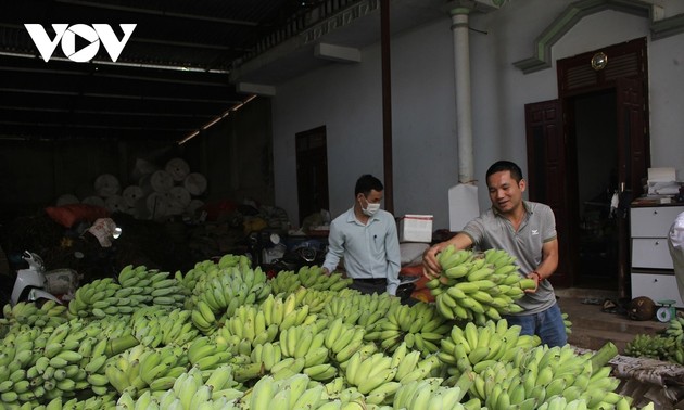 La culture des bananiers fait la richesse de Muong La