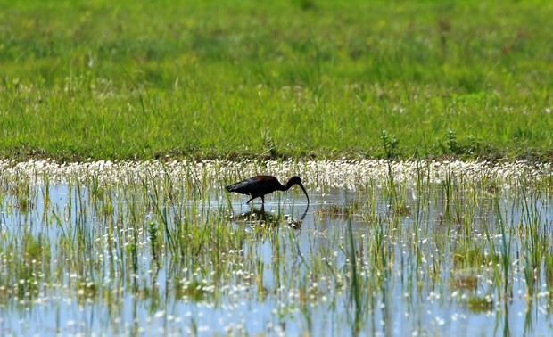 Ouverture de la COP14 sur la conservation des zones humides en Chine et en Suisse