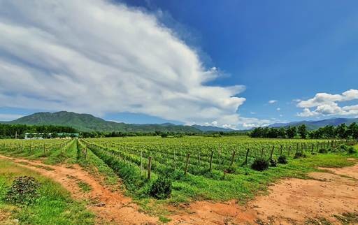 Le Vietnam, une puissance agricole