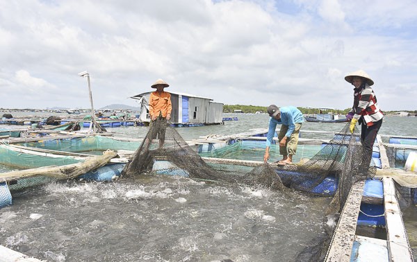 Phát triển mô hình nuôi trồng thủy sản trên biển tại Bà Rịa - Vũng Tàu