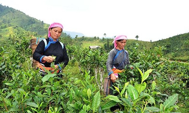 Chương trình mỗi xã một sản phẩm (OCOP) ở tỉnh Lào Cai