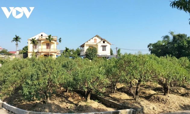 Hồi sinh mùa hoa Tết tại “thủ phủ” đào Cam Giá, Thái Nguyên