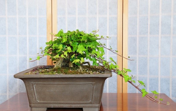 ต้นไม้แห่งความโชคดีคนเวียดนามใช้ตกแต่งในบ้านช่วงตรุษเต๊ตตามประเพณี (บทที่ 2)