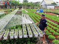 Floricultores de My Phong entran a la temporada alta del Tet