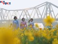 Le tapis de fleurs sous le pont Long Biên séduit les visiteurs