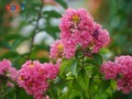 Đường hoa tường vi rực rỡ đẹp như mơ ở trung tâm Hà Nội