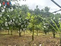 Phieng Khoai farmers earn more thanks to improved fruit crop