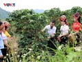 Son La’s coffee sector finds a path toward sustainability