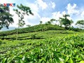 イエンバイ省バンチャン県における茶の栽培：経済の原動力