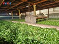 茶树：安沛省文振县的经济引擎