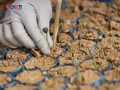 Сельское хозяйство провинции Шонла в поисках устойчивого направления развития для кофейной отрасли
