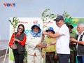 Vì một Việt Nam xanh”: Trồng cây, phát triển rừng ngập mặn tại Cần Thơ