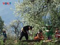 Развитие туризма на дереве Шонча в селении Намнгиеп