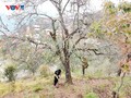 Nâm Nghiêp: quand les aubépines transforment un village isolé en destination touristique