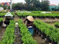 Nông dân làng hoa Mỹ Phong tất bật vụ hoa Tết