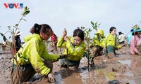“Demi Vietnam yang Hijau”: Menanam pohon, Mngembangkan Hutan Bakau di Soc Trang