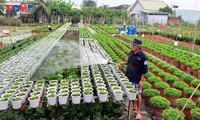 Floricultores de My Phong entran a la temporada alta del Tet