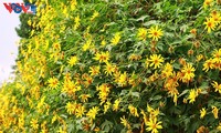 Le tournesol mexicain en pleine floraison au parc national de Ba Vi