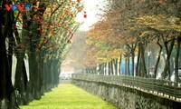 L'automne hanoien