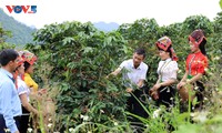 Cabang Pertanian Son La Usahakan Arah Berkesinambungan untuk Industri Kopi