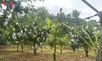 Bauern in Phieng Khoai steigert den Wert von Obstbäumen zur Einkommensverbesserung
