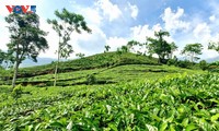 Tea cultivation fuels growth in a mountainous district