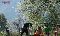 Mong ethnic hamlet turns wild apple tree into a tourism treasure