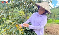 Seedless persimmons power Thai Nguyen’s sustainable growth