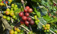Arabica coffee beans drive economic resurgence in Chieng An 