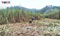 Half-century sugarcane molasses village keeps sweet tradition alive in Ha Tinh 
