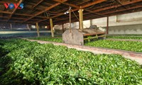 茶树：安沛省文振县的经济引擎