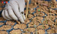Сельское хозяйство провинции Шонла в поисках устойчивого направления развития для кофейной отрасли