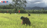 Una vida tranquila regresa a las zonas con bombas y minas remanentes de la guerra