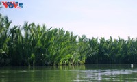 Bay Mau Coconut Forest – a “miniature Mekong Delta” in the heart of Hoi An