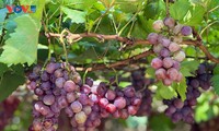 La vid de Khanh Hoa: del fruto agrícola al atractivo turístico