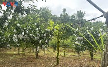 Phieng Khoai farmers earn more thanks to improved fruit crop