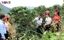 Son La’s coffee sector finds a path toward sustainability