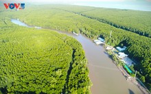 Entdeckung des Mangrovenwaldes U Minh Ha mit dem Holzboot 
