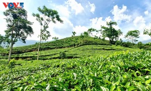 Tea cultivation fuels growth in a mountainous district