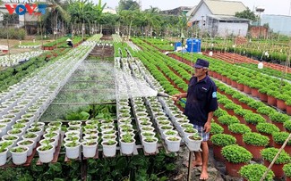 Floricultores de My Phong entran a la temporada alta del Tet