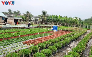 Petani Desa  Bunga My Phong Sibuk Merawat Musim Bunga Tet