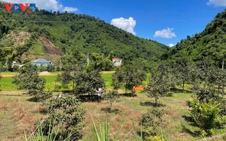 Förderung des wirtschaftlichen Werts der kernlosen Kaki aus den Bergen von Thai Nguyen