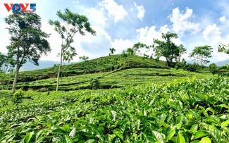 Tea cultivation fuels growth in a mountainous district