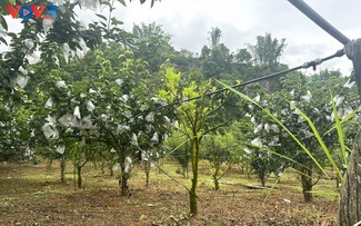 Phieng Khoai farmers earn more thanks to improved fruit crop